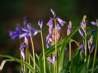 Bluebell flower budding in English springtime close up