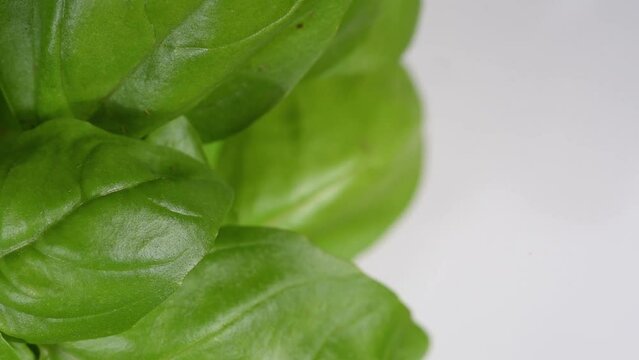 una bella pianta di basilico con foglie verdi intense