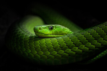 A closeup fine art portrait of a green snake with dark background. Concept: Dangerous beauty
