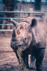 Graceful Herbivore: Rhino Delighting in a Snack
