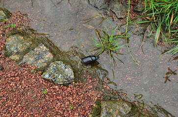 A female stag beetle sits by the water