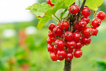 Close-up ripe red currants, Ribes rubrum in homemade garden. Fresh bunch of natural fruit growing on branch on farm. Organic farming, healthy food, nature concept.