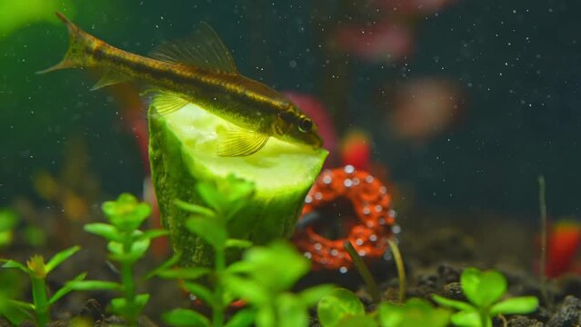 Otos catfish feeding on fresh cucumber. Slow motion of fish feeding in the home hobby planted fish tank. Cute Dwarf suckers or Loricariidae face in aquarium. Macro close slow motion..