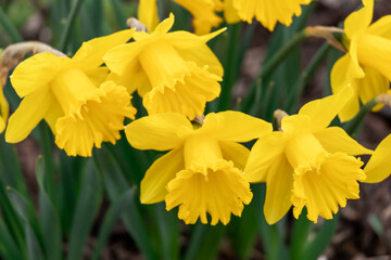 Blooming yellow daffodils in the garden.