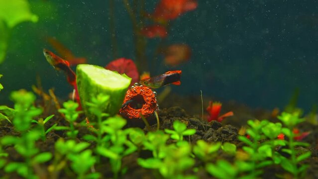 Guppy fishes in home fish tank macro close up. Home hobby. Poecilia reticulate is freshwater fish and peaceful community fish.