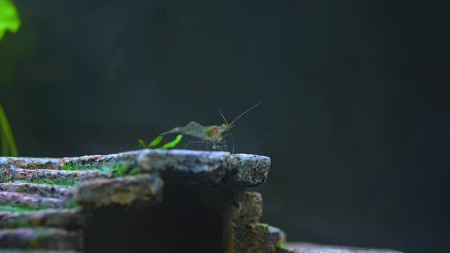Freshwater ghost shrimp macro slow motion shot, opaque glass shrimp crooked back tail seating on the stone. Algae-eating Pinocchio shrimp feeders.