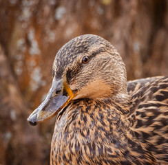 Mallard female portrait. A female wild duck close-up portrait (Anas platyrhynchos). Waterfowl brown-speckled plumage bird.