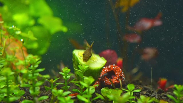 Otos catfish feeding on fresh cucumber. Slow motion of fish feeding in the home hobby planted fish tank. Cute Dwarf suckers or Loricariidae face in aquarium. Macro close slow motion..