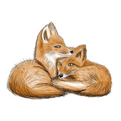 cute little foxes cuddled- illustration on white background