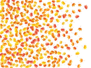Maple leaves vector background, autumn foliage on white graphic design.