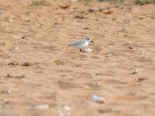 Kentish Plover (Charadrius alexandrinus) on the beach