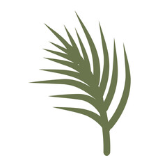 plant isolated on white