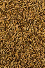 Dry Organic Raw Cumin Seeds