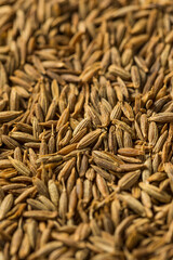 Dry Organic Raw Cumin Seeds