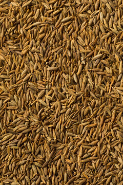 Dry Organic Raw Cumin Seeds