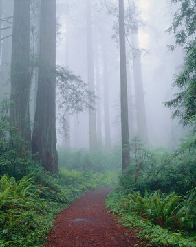 Redwood Forest, Jedidiah Smith State Park, California, USA