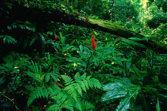 Tropical Rain Forest, Jamaica