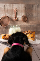Dog in front of a piece of sweet bread
