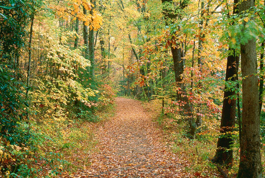 Great Smoky Mountains National Park, Tennessee, USA