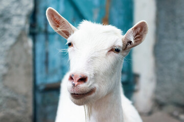 Obraz premium Close-up of a white goat on a farm