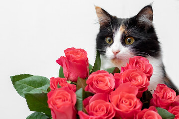 Beautiful fluffy cat near a bouquet of red roses. Congratulations on the holiday