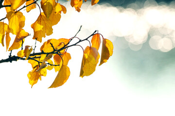 Colorful Autumn Foliage on a Serene Background