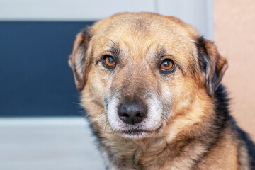 Big cute dog with calm look in the room on blurred background close up