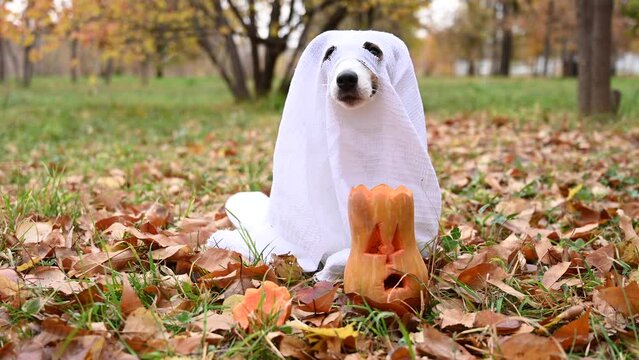 Jack Russell Terrier dog in a ghost costume puts a pumpkin cap on a jack-o-lantern in the autumn forest. 