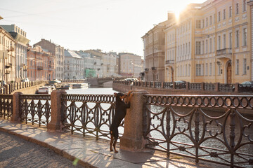 Naklejka premium dog in the city of St. Petersburg. Standard German Pinscher posing against the backdrop of architecture. Pet in old town 