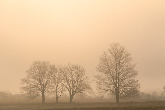 Trees in Markham, Ontario, Canada