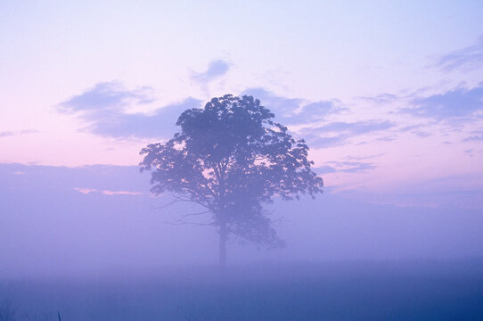 Tree in Markham, Ontario, Canada