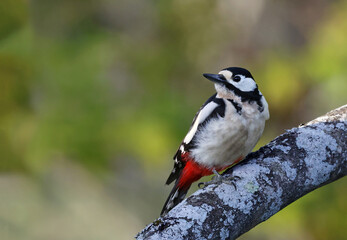 Adult great spotted woodpecker (Dendrocopos major) perched on the trunk of a fig tree. Female...
