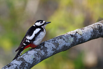 Adult great spotted woodpecker (Dendrocopos major) perched on the trunk of a fig tree. Female woodpecker looking at the camera in the forest with vibrant colors. Bird in nature background image.