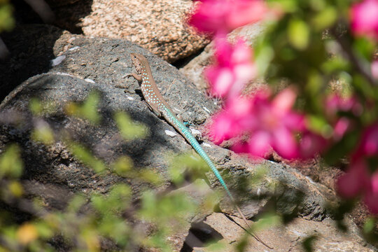Aruban whiptail (Cnemidophorus arubensis) climbing up rocks