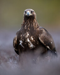 Golden eagle in frosty bog early in the morning