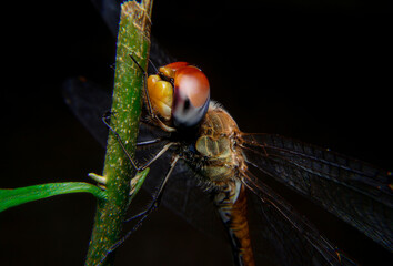 close up of a red dragonfly