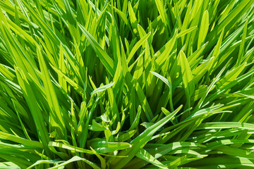 Background of a green grass. Green grass texture Green grass texture from a field.