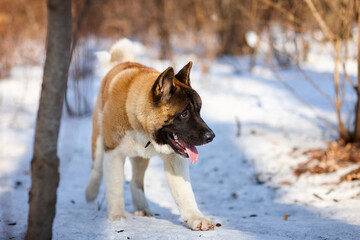 A young American Akita dog walks through a snowy forest on a sunny day.