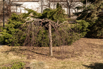 Fototapeta premium trees in the countryside