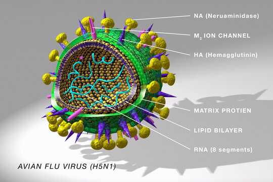 Diagram of Avian Flu Virus