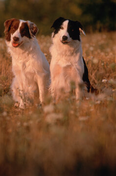 Portrait of Two Border Collies Sitting in Field
