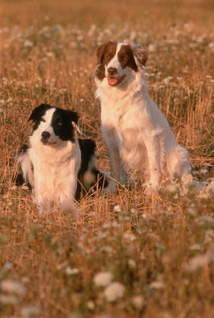 Portrait of Two Border Collies In Field