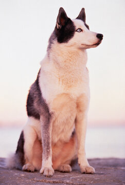Siberian Husky Sitting on Rock