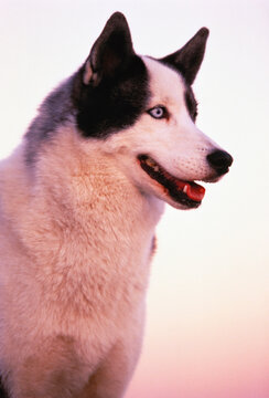 Portrait of Siberian Husky Outdoors