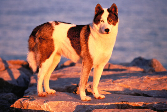 Portrait of Siberian Husky Standing on Rock at Sunset