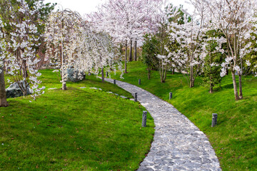 paved path between green lawns and flowering spring trees in the city park, garden, sakura, cherry, environment, place to relax in a noisy city, calmness, harmony, sunny day, bloom, blossom, walk