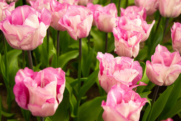 pink tulips in Holland Netherlands