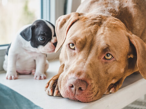 Charming puppy and cute dog lying on the windowsill. Clear, sunny day. Close-up, indoors. Studio photo. Day light. Concept of care, education, obedience training and raising pets