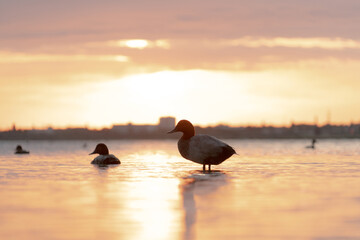 Wild ducks on the water at the lake near the city on the horizon is a close-up colorful photo with sunset colors