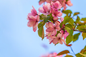 Obraz premium Fresh pink flowers of a blossoming apple tree on blue cloudy sky background